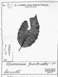 Gnomonia fimbriata image